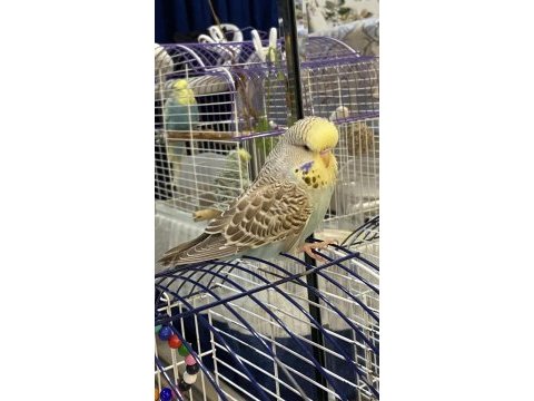 Show jumbo rainbow japones cinsi evcil muhabbet kuşlar