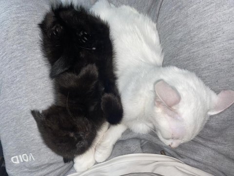 Kırma british shorthair