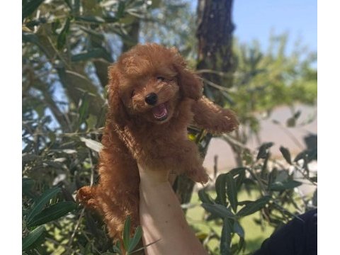 Toy poodle yavrularımız