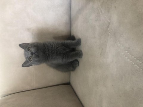 British shorthair erkek yavrumuz
