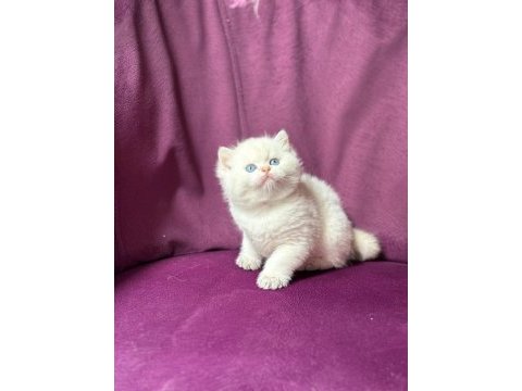 Ns11 dişi british longhair
