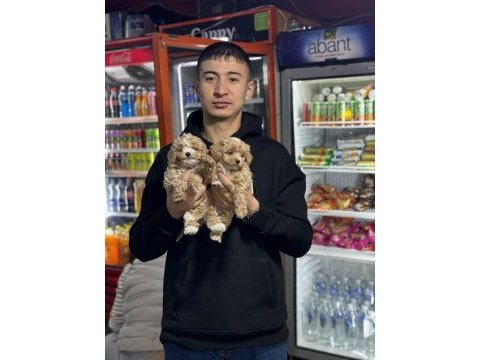 Aile ortamına alışık tuvalet eğitimli dişi maltipoo bebeğim