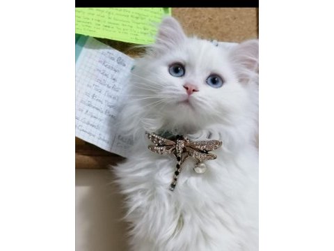Scottish longhair yavrular 2 dişi 2 erkek