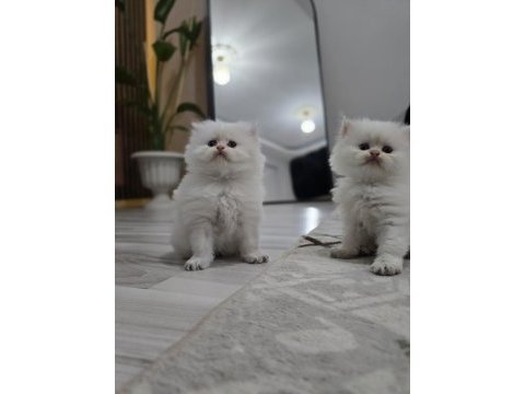 Kedilerimiz yeni yuvasını arıyor