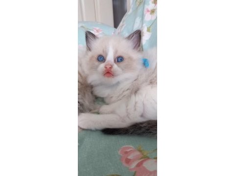 Safkan ragdoll bebek kediler