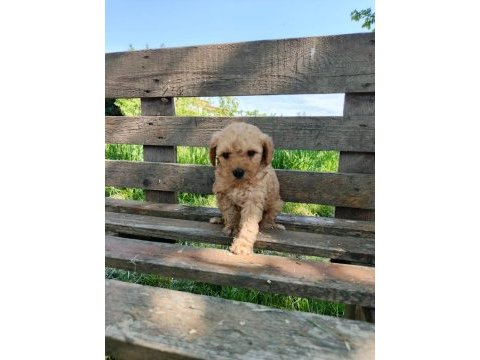 A kalite maltipoo yavruları