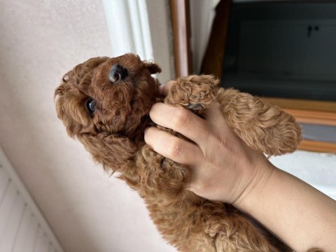 Kıvır kıvır tam toy poolde bebekler