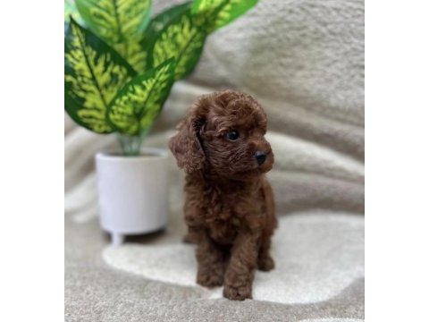 Reb brown toy poodle bebekler