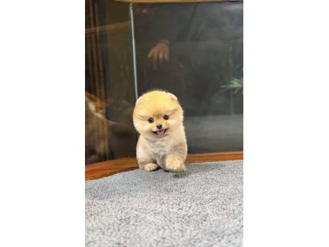 3 aylık pomeranian boo dişi
