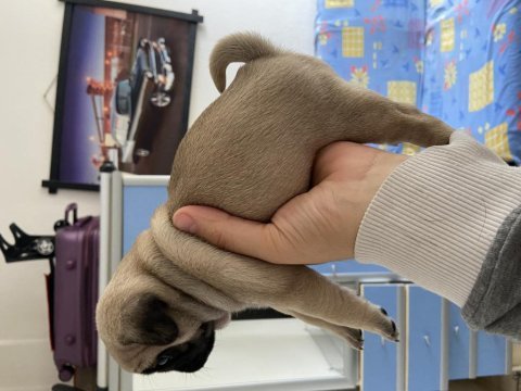 Pug yavrular sahiplendirilecektir 1 krem erkek 1 siyah dişi