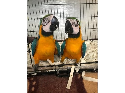 Üst düzey el besleme ara macaw full evcil
