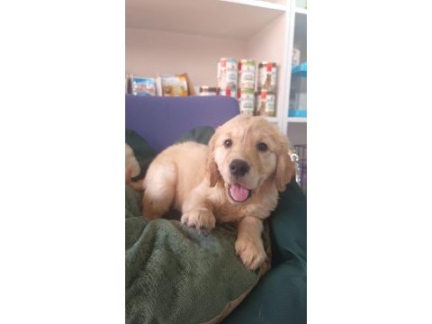 Irk ve sağlık garantili orjinal golden retriever bebeğimiz