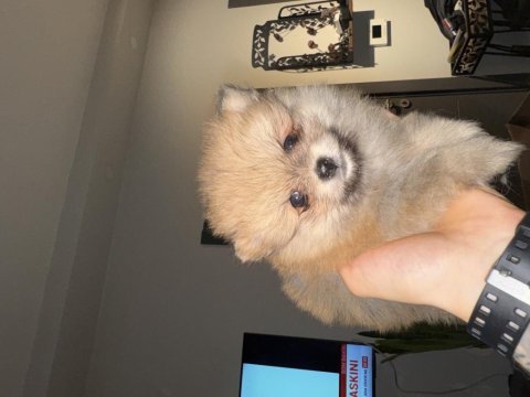 Pomeranian köpeğimiz