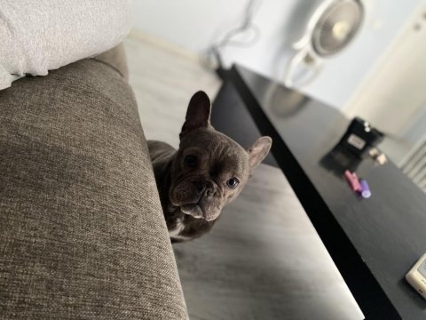 2,5 yaşında blue dişi french bulldog