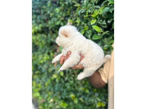 Bembeyaz chow chow yavrumuz yeni yuvasını arıyor