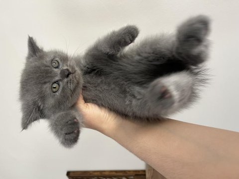 Orjinal ırkta, nadir bulunan bir cins british longhair