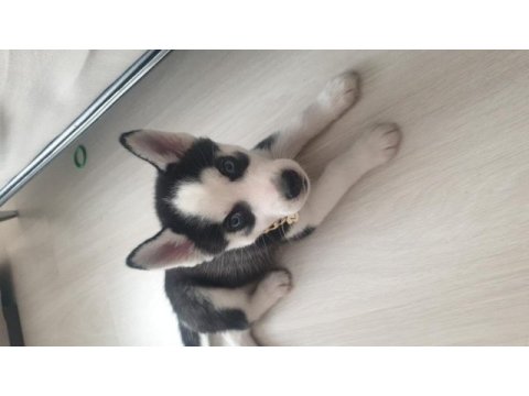 A kalite husky yavrumuza yeni yuva arıyoruz