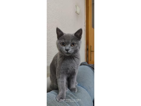Full şecereli british shorthair blue point