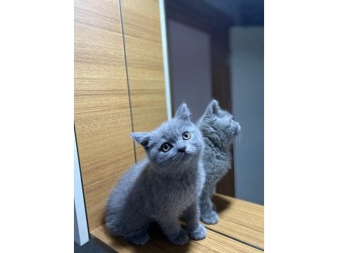 British shorthair safkan yavru
