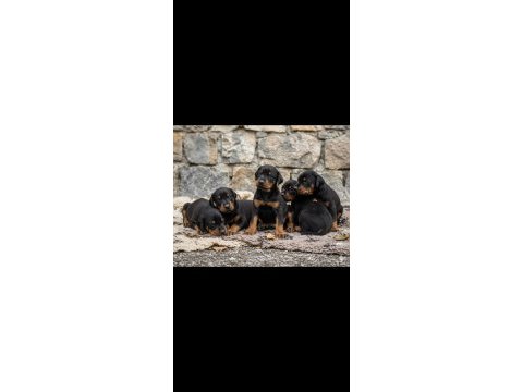 Safkan doberman yavrular