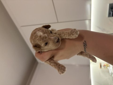 Toy poodle dişi erkek sütten kesilmesine 2 hafta kaldı