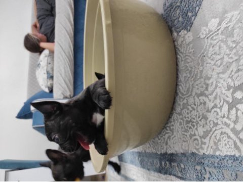 Kan hattı muhteşem french bulldog yavrumuz