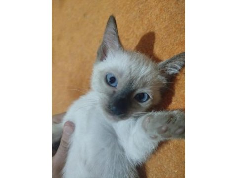 2 aylık 3 tane safkan dişi siyam kedisi
