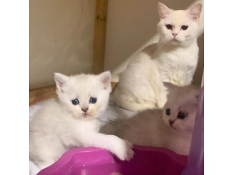 Evimizden show kalite british shorthair yavrular