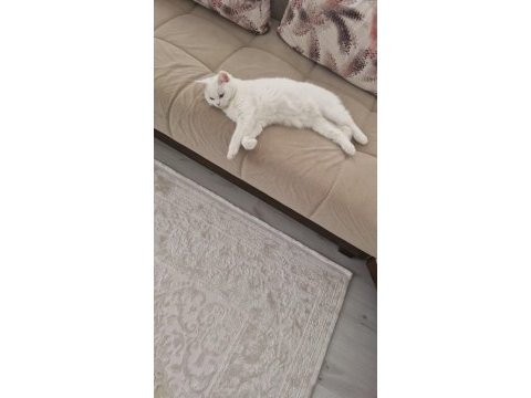 Beyaz british shorthair pamuk sahiplendirilecektir