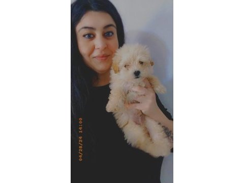 Morkie yavrumuz