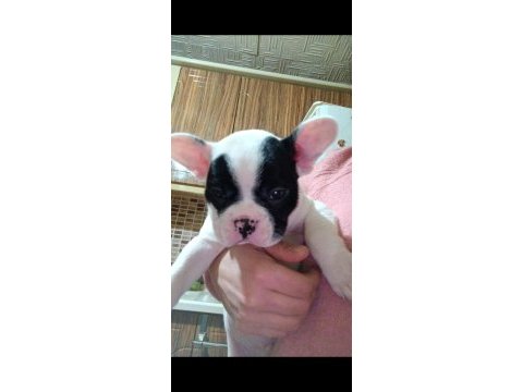 Sağlıklı french bulldog yavrularımız yeni yuvalarını arıyor