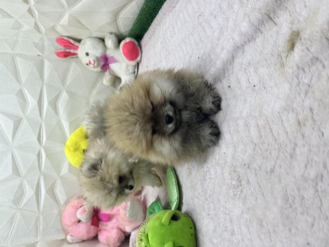 2.5 aylık erkek dişi üst kalite pomeranianlar
