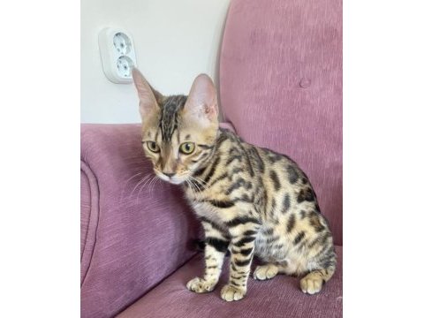 4 aylık bengal kedisi