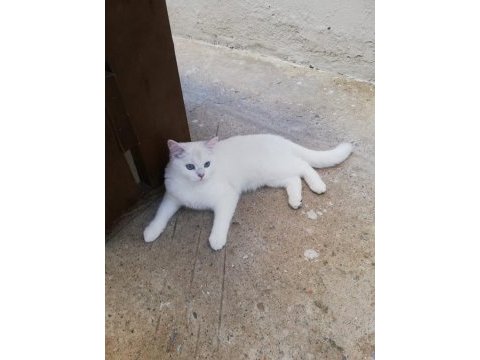 British shorthair acil yuva aranıyor