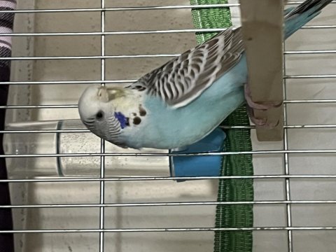 Jumbo erkek iri yerli dişi çift renkleri çok güzel muhabbet
