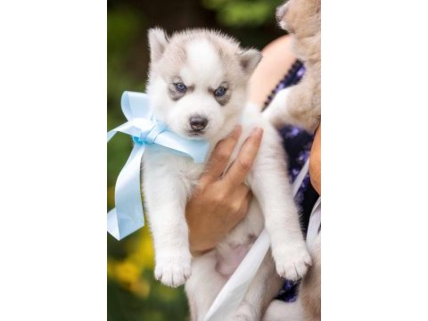Husky yavruları