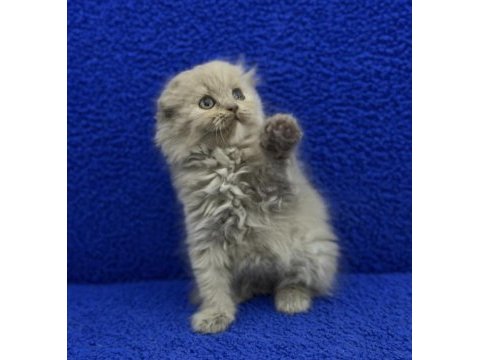 İstanbul içi adrese teslim lilak scottish fold longhair