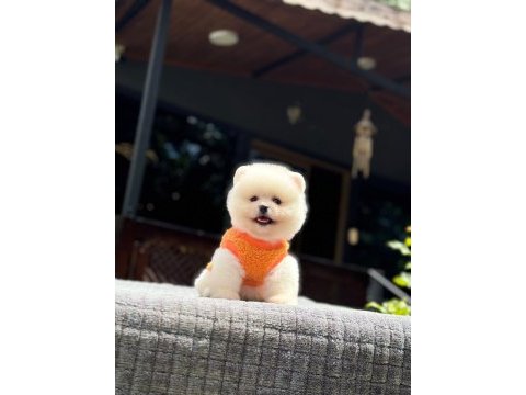 Sağlık ve ırk garantili pomeranian boo yavru