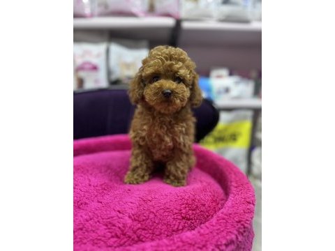 Toy poodle 5 aylık dişi wc eğitimli 1kg