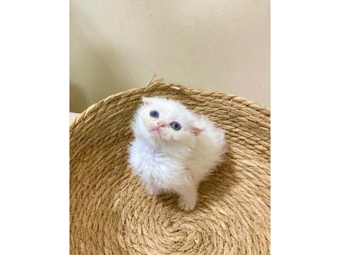 Son dişi erkek kartopu kedi yavrularımız
