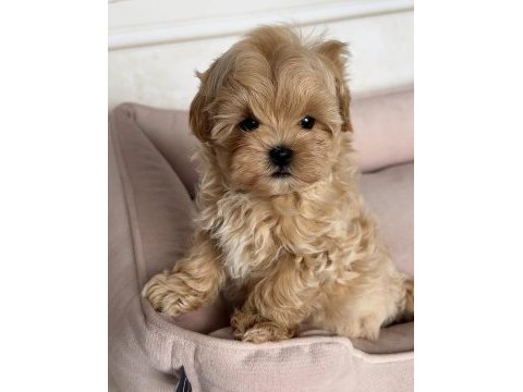 Kıpkızıl mini morkie 1 kg