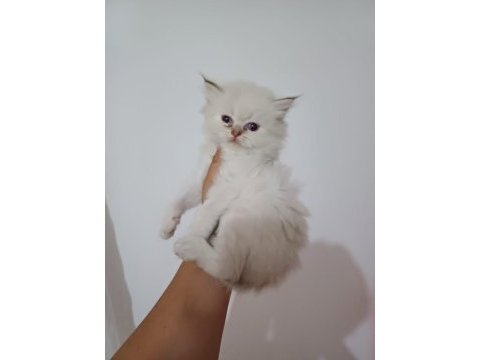 As1133 longhair british bebekler