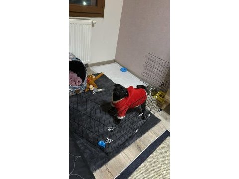 Mükemmel oyuncu pug