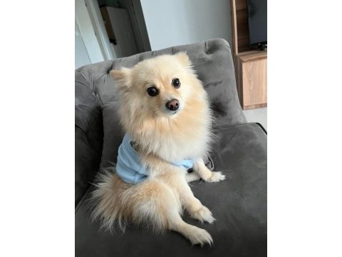 Sevimli ve oyuncu pomeranian köpeğim