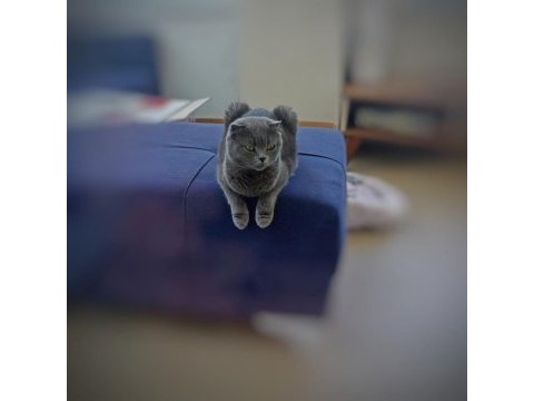 2 yaşında scottish fold duman gri