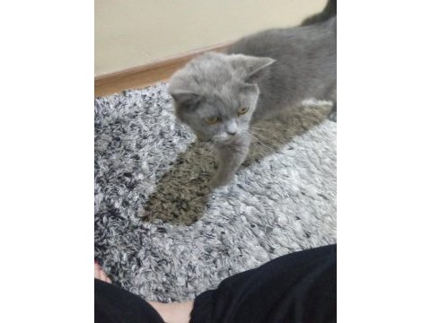 Kızımızı sahiplendiriyoruz british shorthair