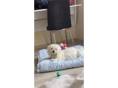 5 aylık 0 numara maltese terrier