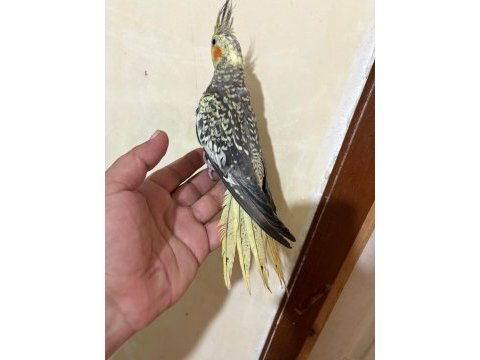Tam 59 günlük oyun hamuru sultan bebek
