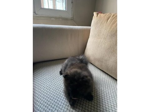 Erkek ayıcık pomeranian