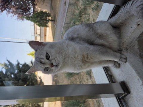 British shorthair kedimiz